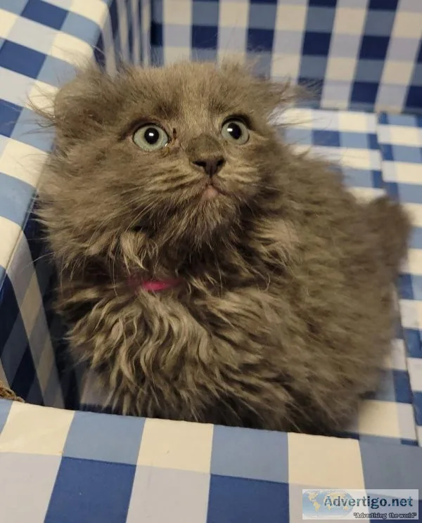 Highlander Kittens