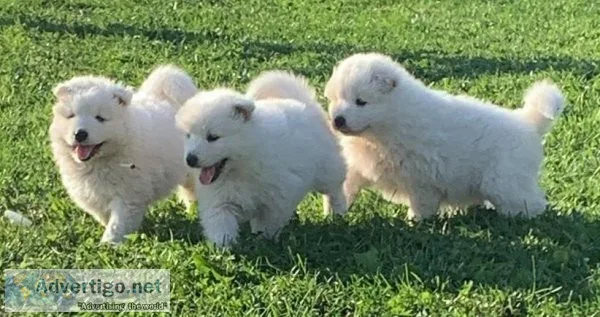 Obvious White Samoyed Puppies Available