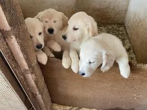 Golden Retriever Puppies
