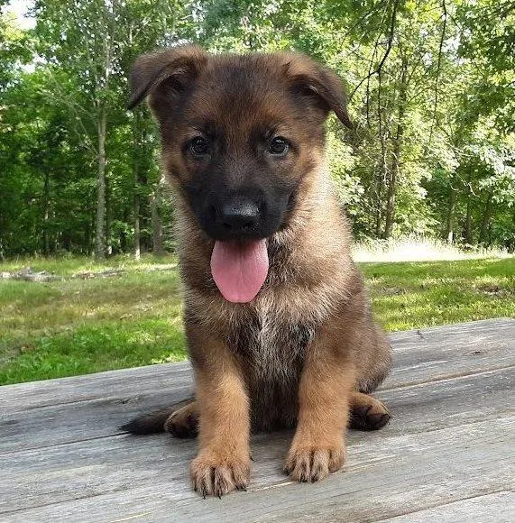 Beautiful German Shepherd Puppies For Sale