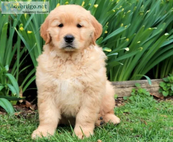 Lucky Golden Retriever Puppies For sale