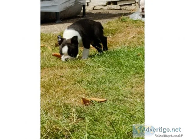  Boston terrier puppies for sale