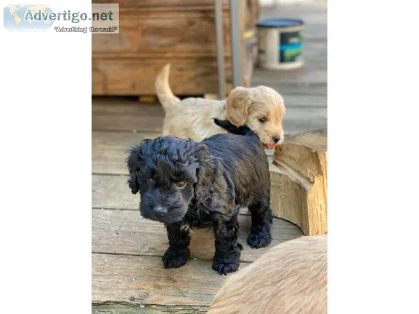 AVPYG Beautiful Cockapoos Ready Now  Text  334-357-6330