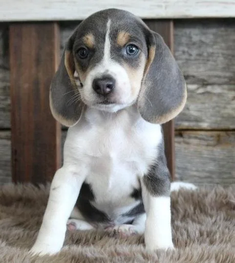 Unsightly Beagle Puppies For Sale