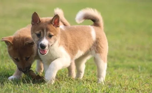 Healthy Shiba Inu Puppies