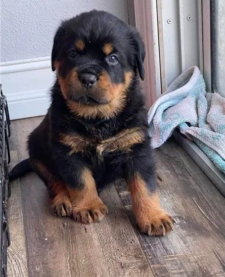 Natural Rottweiler Puppies Ready Now