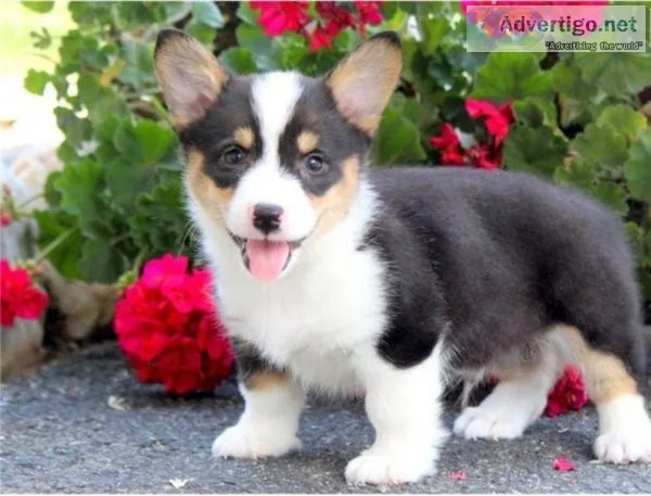 Gorgeous Pembroke Welsh Corgi  Puppies