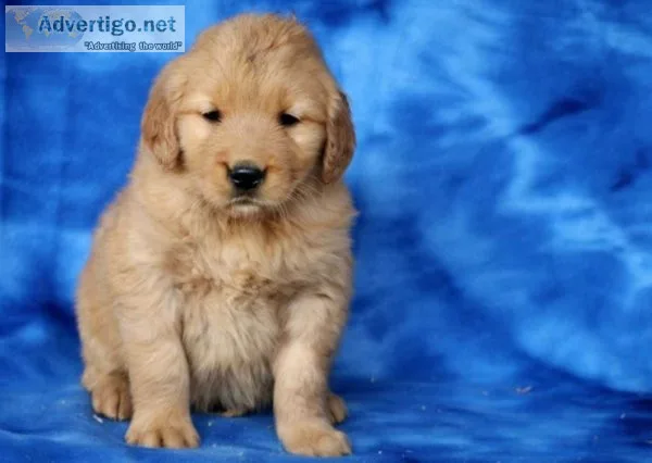 Maya Golden Retriever Puppies For sale.