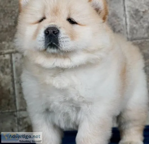 Joyous Chow Chow Puppies Looking for new home