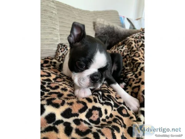 Boston terrier puppies for sale