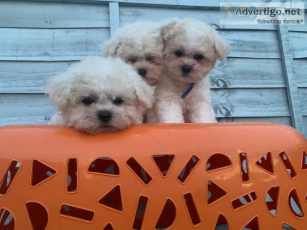 AGHQT Bichon Frise Puppies For Sale