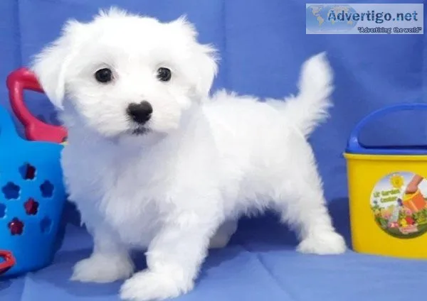 AKC Full Maltese puppies available