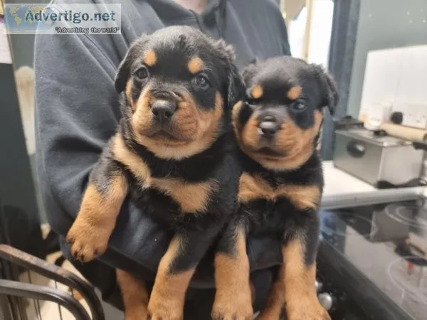 Glorious Pure Rottweiler Puppies Going Now  Text  334-357-6330