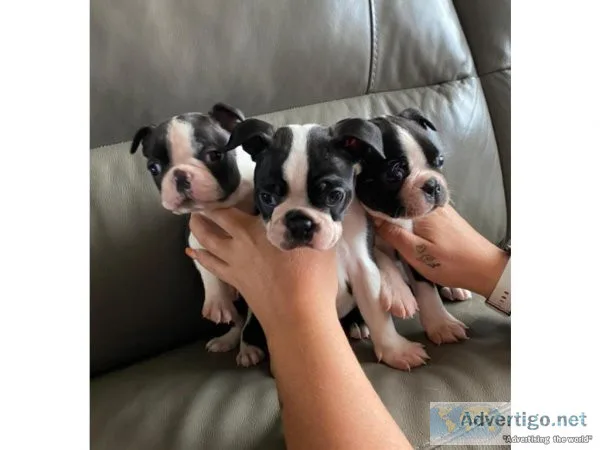Ma Boston terrier puppies for sale
