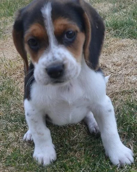 Aggressive Beagle Puppies For Sale