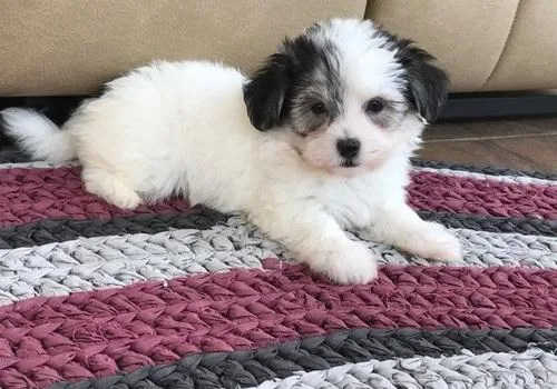 Affectionate Havanese Puppies Available