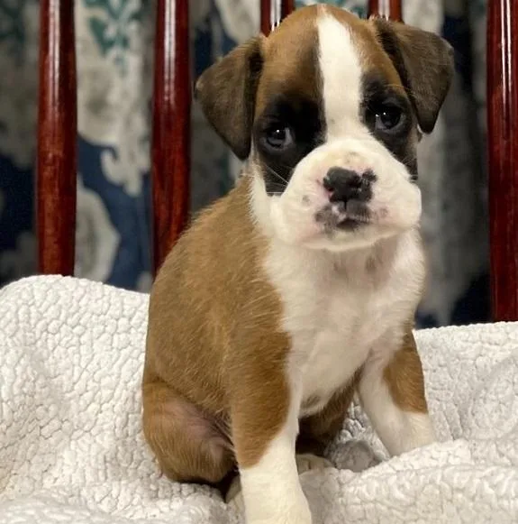 Splendid Boxer Puppies Ready Now