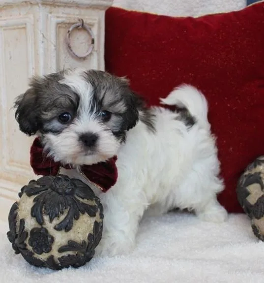 Beautiful Mal Shi Puppies ready now to go