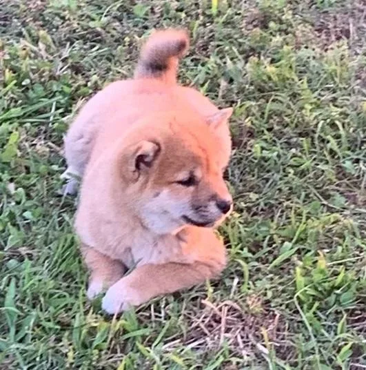Parallel Shiba Inu Puppies Available To Go
