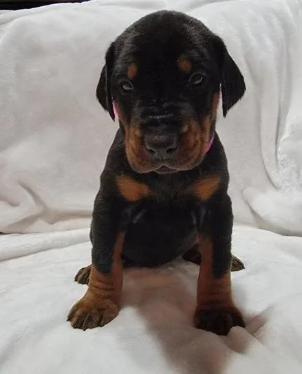 Elderly Doberman Pinscher Puppies For Sale