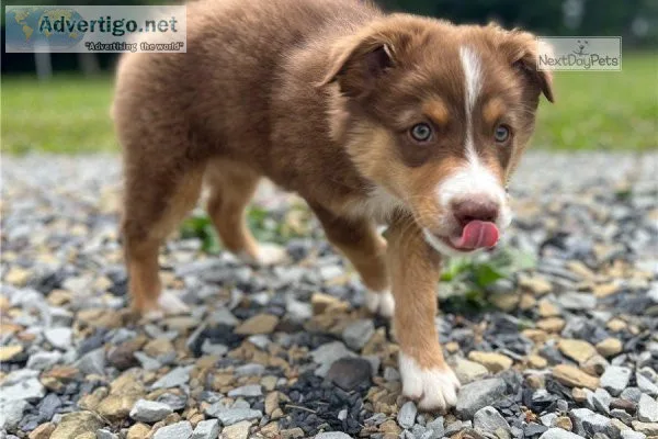 Male and female Australian Shepherds puppies.