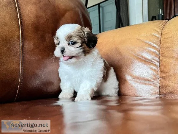 Shih Tzu puppies for sale