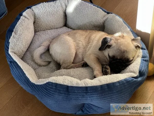 10 week old Pug puppy for rehoming.