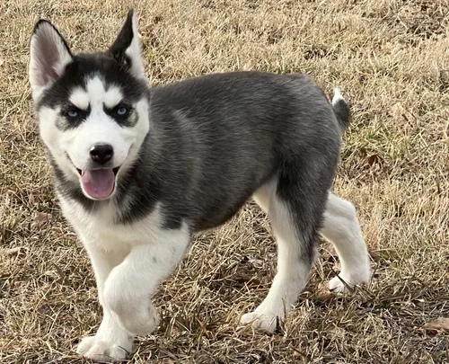 Siberian Husky puppies for sale