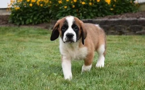Home Raised Full AKC Saint Bernard Puppies