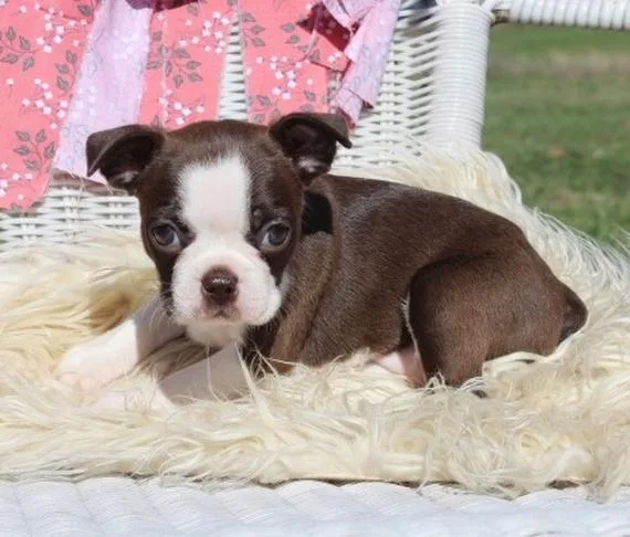 AkC Boston Terrier puppies- ready for homes