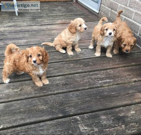 Golden Poodle Pups for Adoption