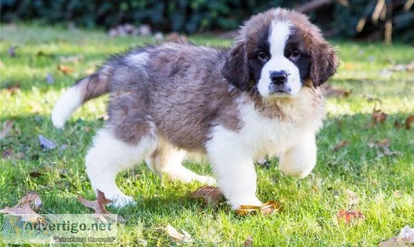 Exclusive Saint Bernard Puppies