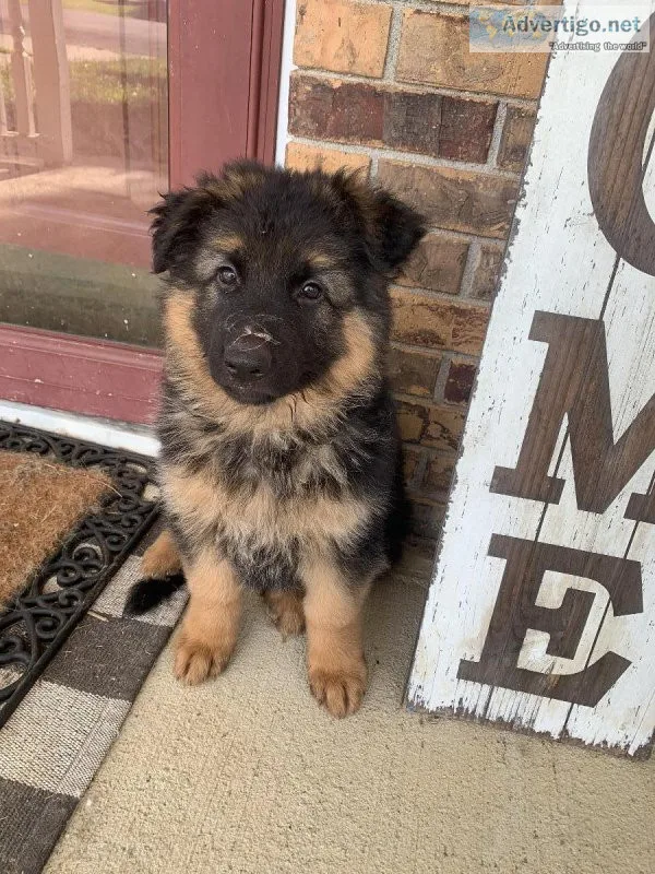 AKC German Shepherd Puppies