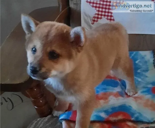 Arrogant Shiba Inu Puppies For Sale