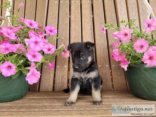 German Shepherd Dog puppies for sale
