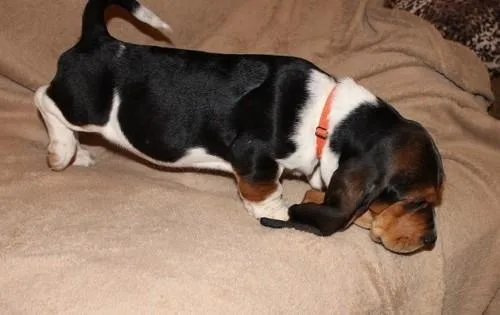 Stunning Basset Hound puppies available
