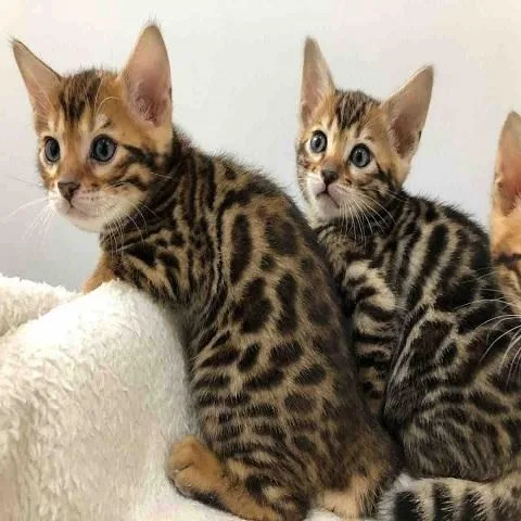 Bengal Kittens - TICA Registered wBreeding Rights