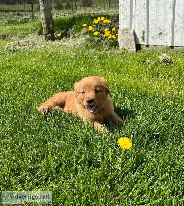 Golden Retriever puppies for sale