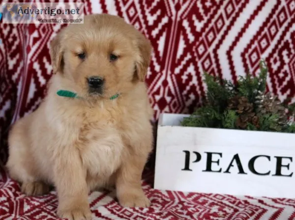 Ginger Golden Retriever Puppies For sale