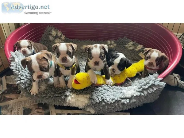 Male Boston terrier puppies for sale