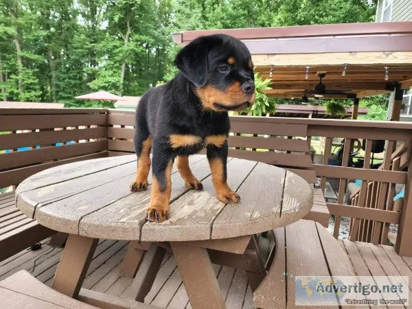 Rottweiler Puppies for sale