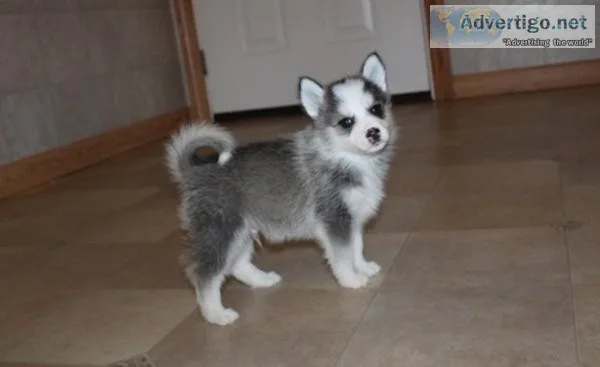 CKC Teacup Pomsky Puppies