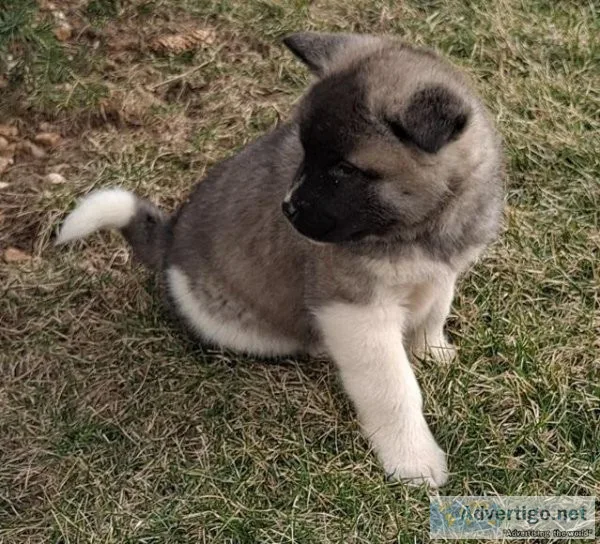 Obedient Akita Puppies Available Now For Sale