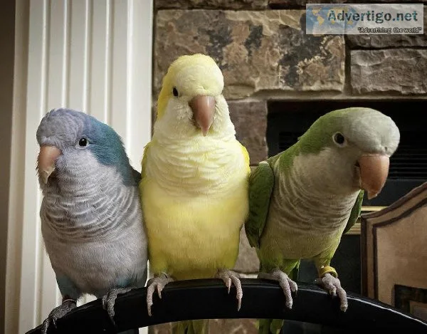 Cury quaker parrots available