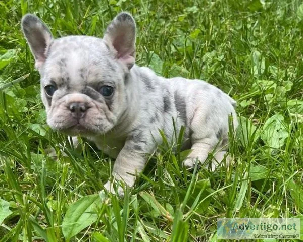 Darling Merle French Bulldog Puppies For Sale