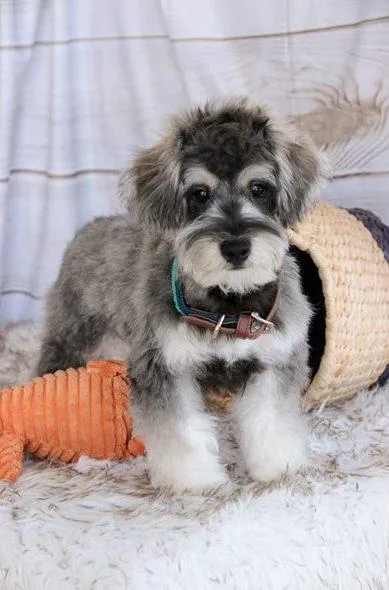 Adorable Schnoodle Puppies.