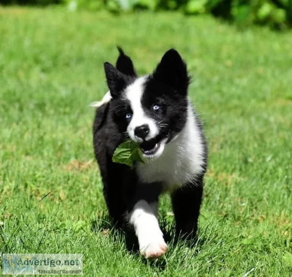 Siberian Husky puppies for sale