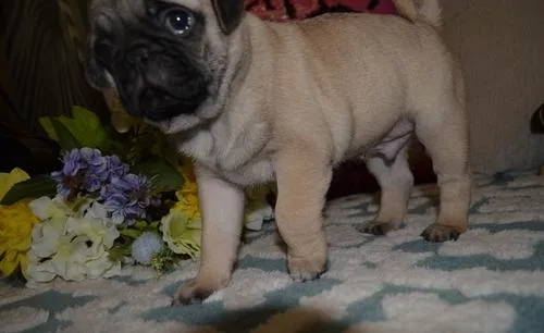 Gorgeous Pug  puppies For Sale.