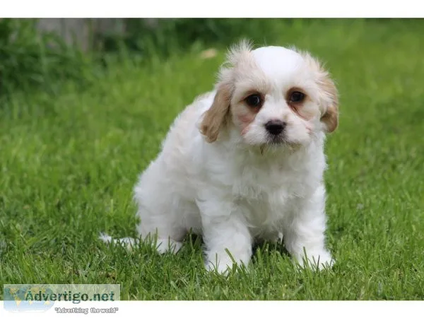 XJXD Cavachon READY TO LEAVE NOW