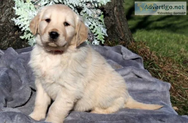 Lady Golden Retriever Puppies For sale